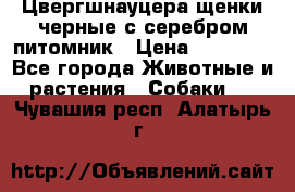 Цвергшнауцера щенки черные с серебром питомник › Цена ­ 30 000 - Все города Животные и растения » Собаки   . Чувашия респ.,Алатырь г.